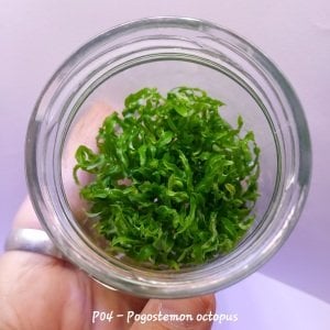 Pogostemon octopus IN VITRO JAR (KAVANOZ)