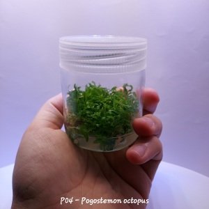 Pogostemon octopus IN VITRO JAR (KAVANOZ)