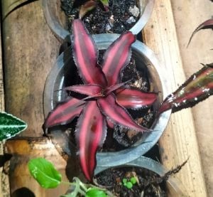 Cryptanthus bivittatus red star ADET ÖN SİPARİŞ