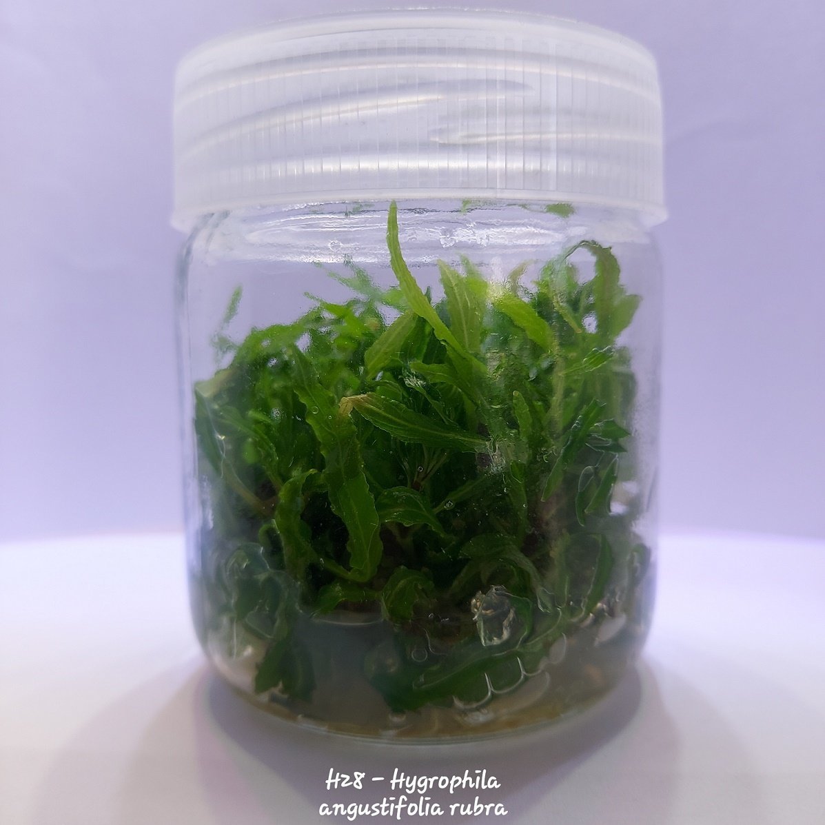 Hygrophila angustifolia rubra IN VITRO JAR (KAVANOZ)