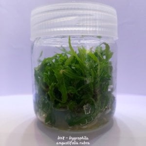 Hygrophila angustifolia rubra IN VITRO JAR (KAVANOZ)