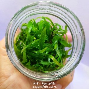 Hygrophila angustifolia rubra IN VITRO JAR (KAVANOZ)