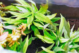 Hygrophila angustifolia rubra IN VITRO JAR (KAVANOZ)