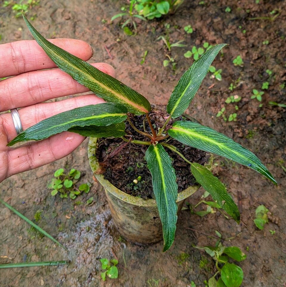 Homalomena samurai ÖN SİPARİŞ