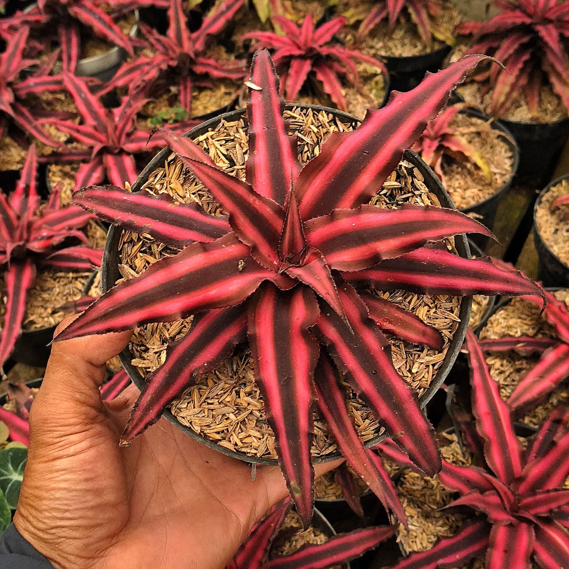 Cryptanthus bivittatus red star