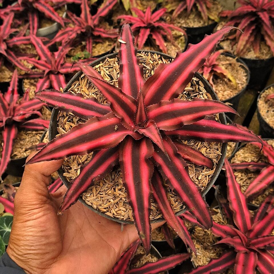 Cryptanthus bivittatus red star