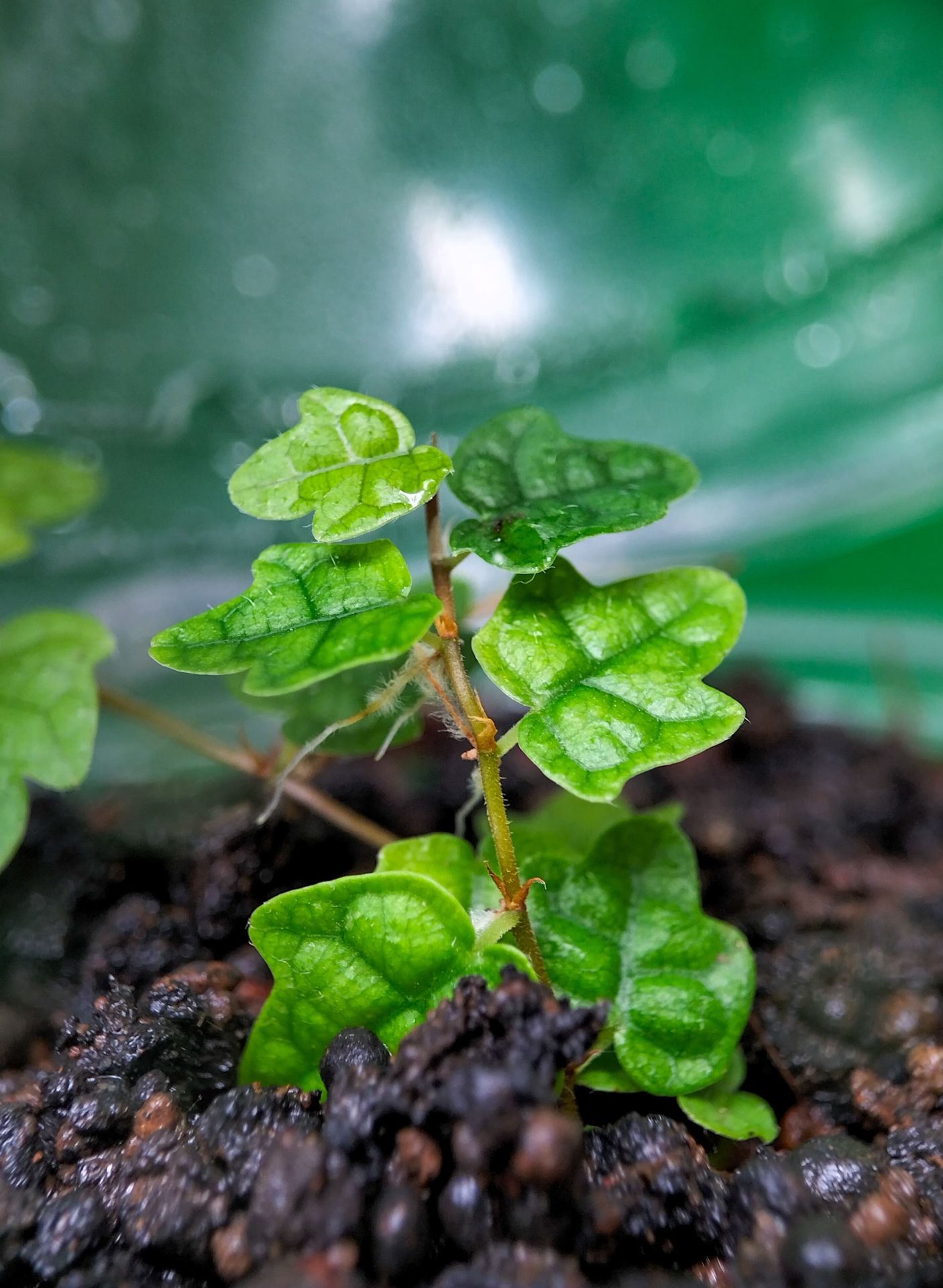 Ficus pumila quercifolia ADET ÖN SİPARİŞ