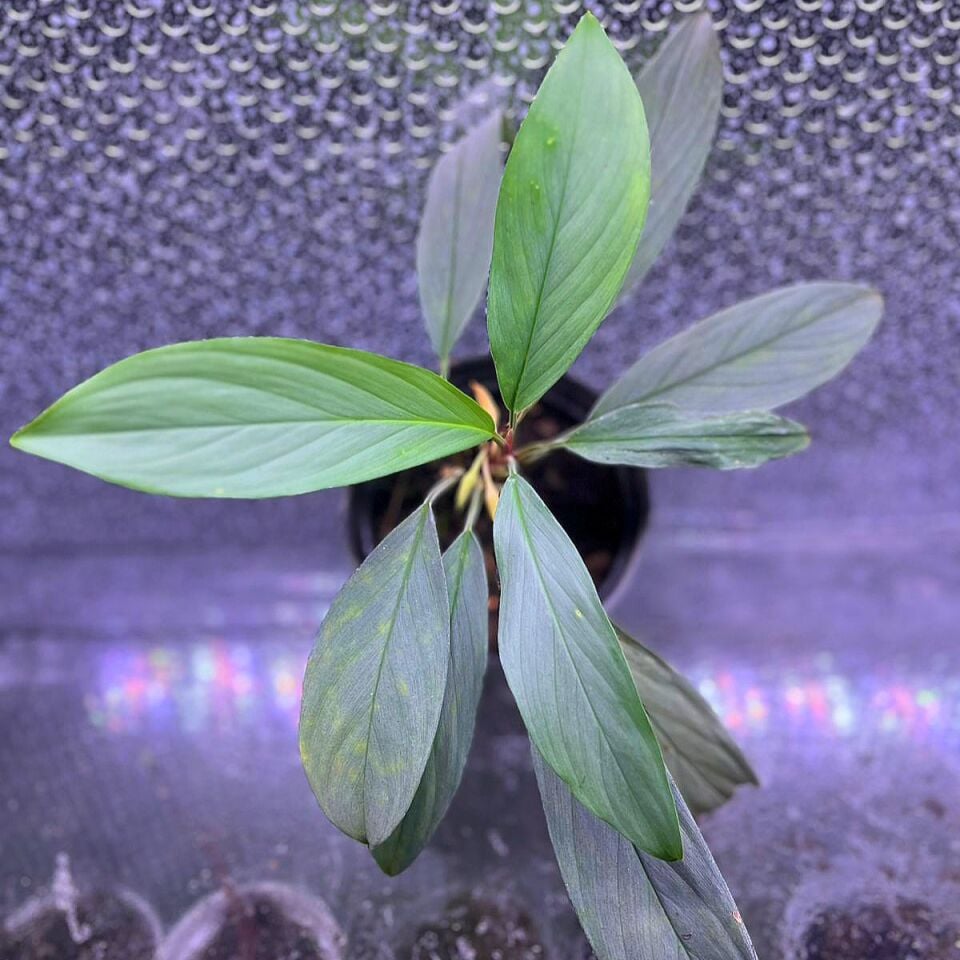 Homalomena silver borneo ÖN SİPARİŞ