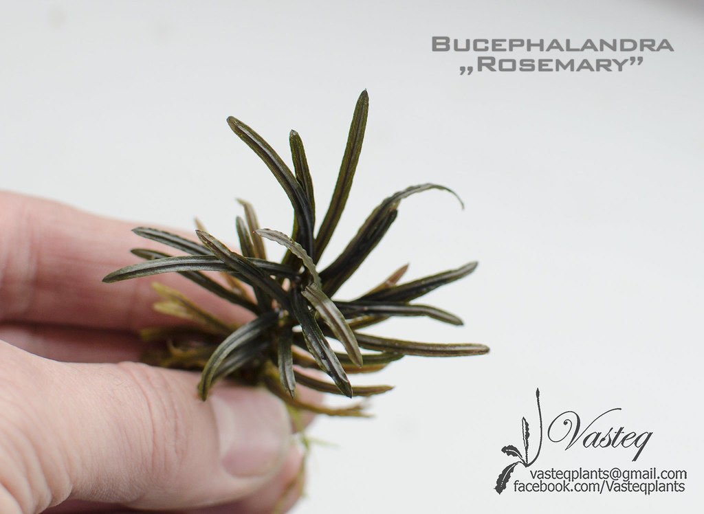 Bucephalandra rosemary 10X10 CM PORSİYON ÖN SİPARİŞ