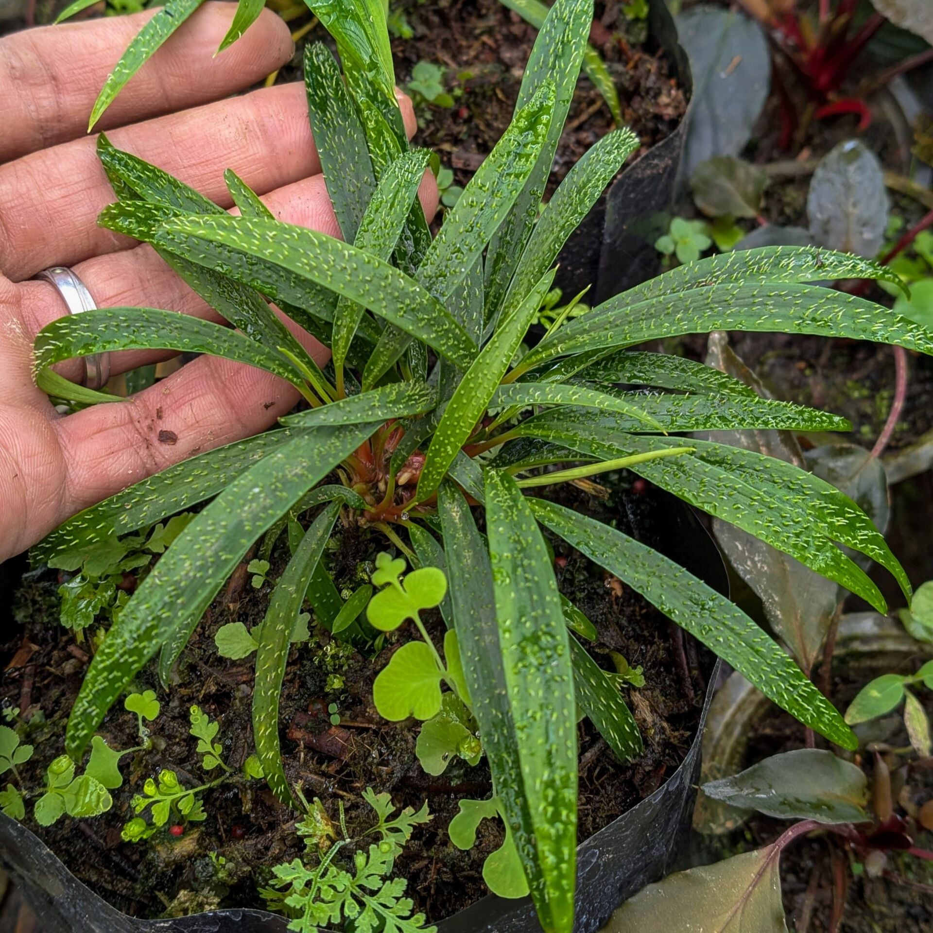 Homalomena sub hasei ÖN SİPARİŞ