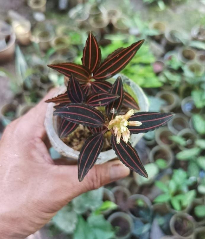 Jewel Orchid (Ludisia discolor) ADET ÖN SİPARİŞ