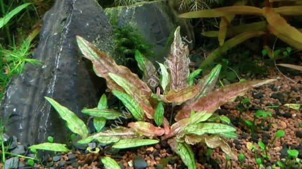 Cryptocoryne wendtii green gecko ADET