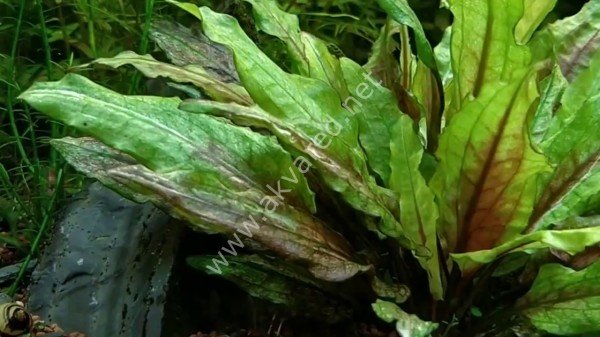 Cryptocoryne wendtii green gecko ADET