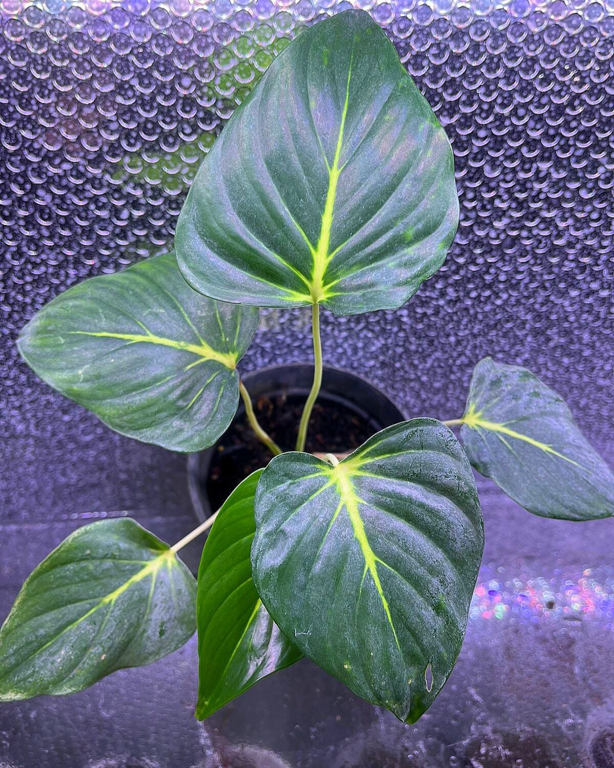 Homalomena yellow line