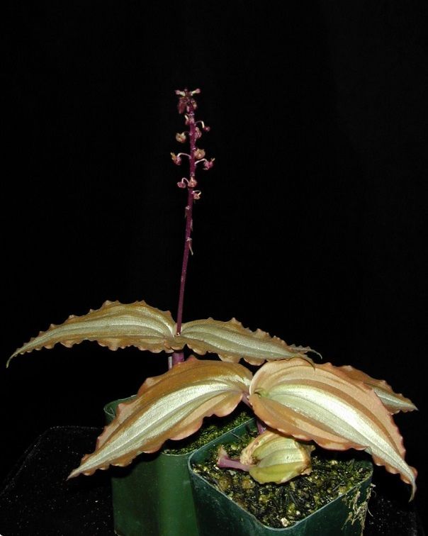 Jewel Orchid (Malaxis lowii) ADET ÖN SİPARİŞ