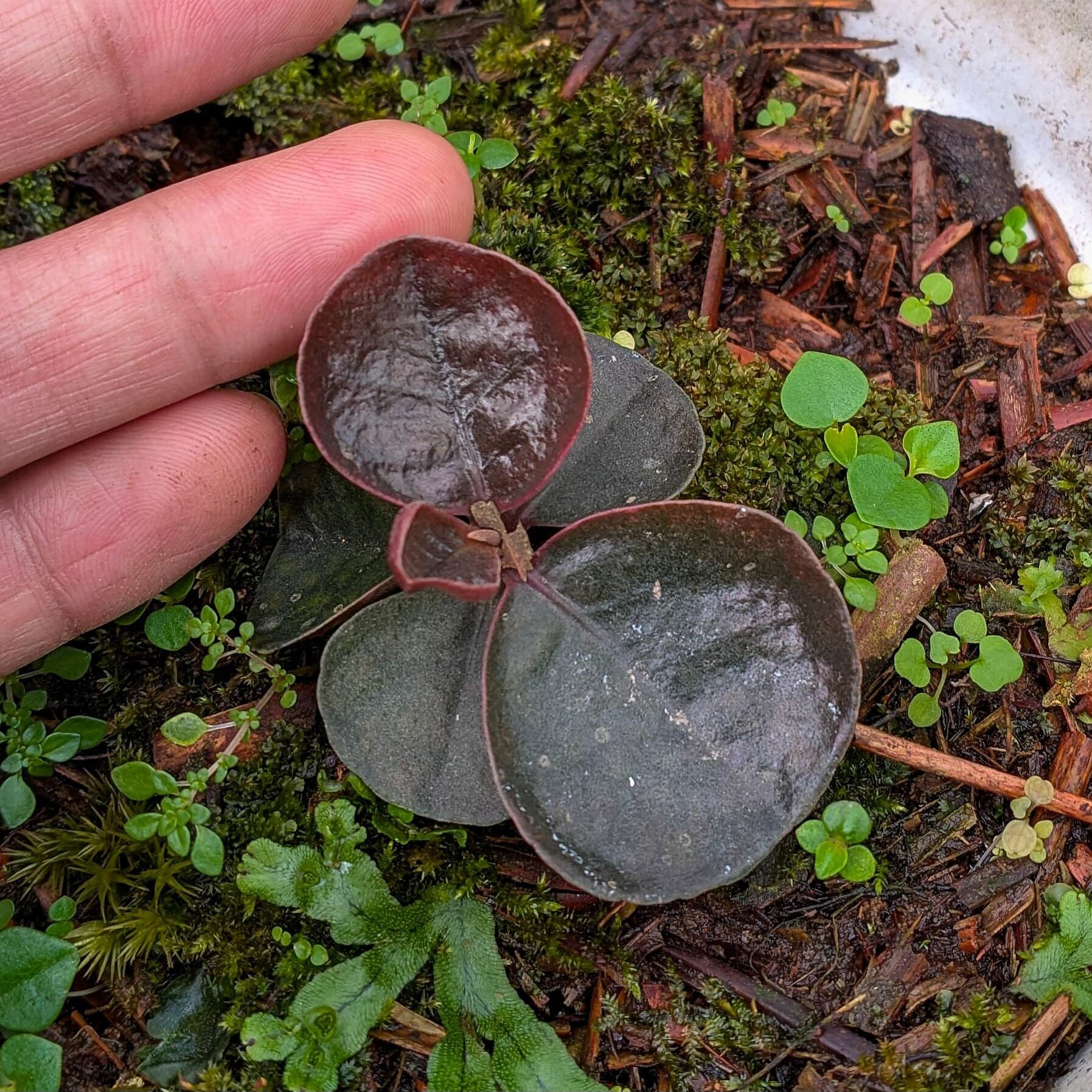 Labisia dark metallic ADET ÖN SİPARİŞ