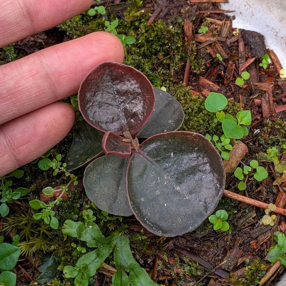 Labisia dark metallic ADET ÖN SİPARİŞ