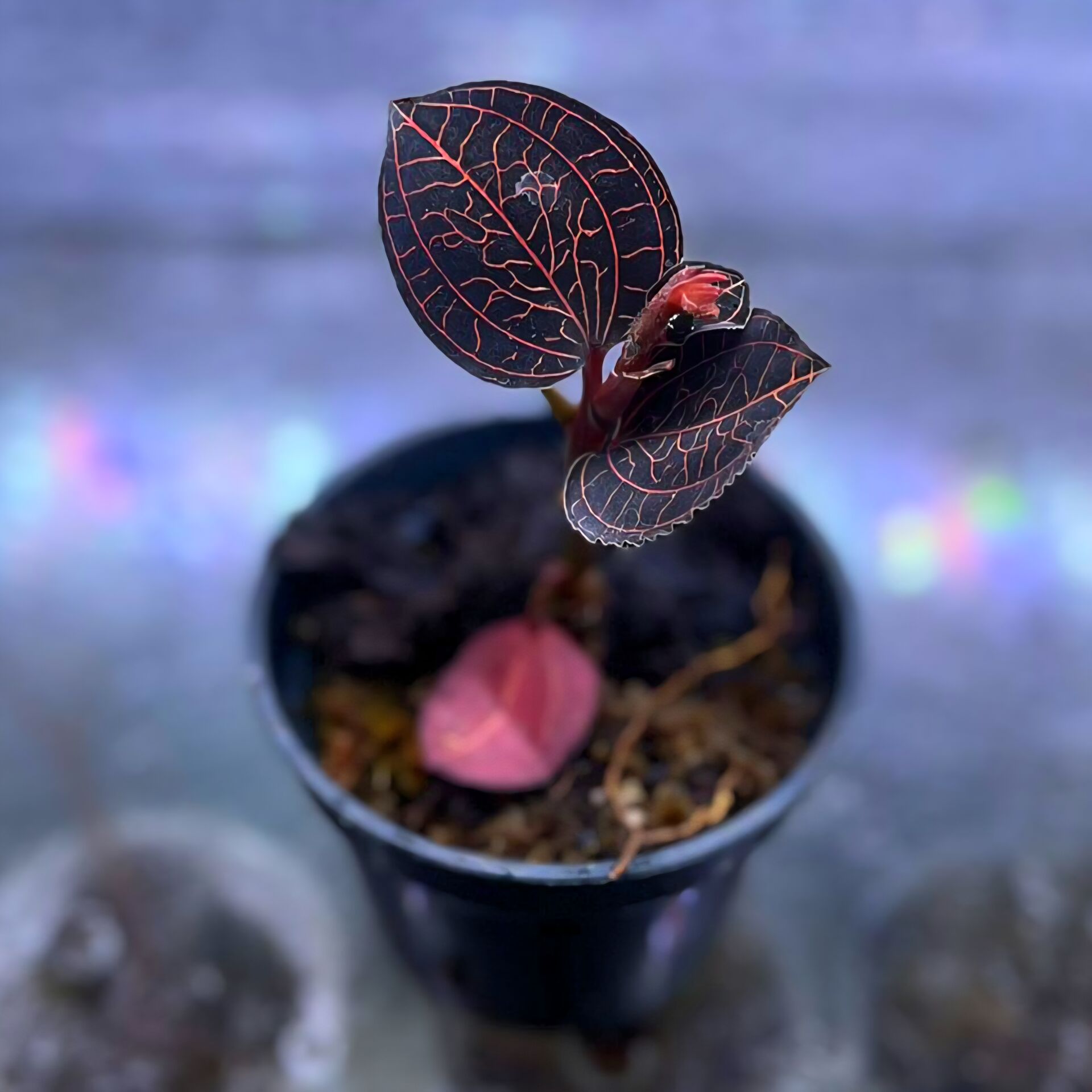 Anoectochilus setaceus - Jewel Orchid ÖN SİPARİŞ