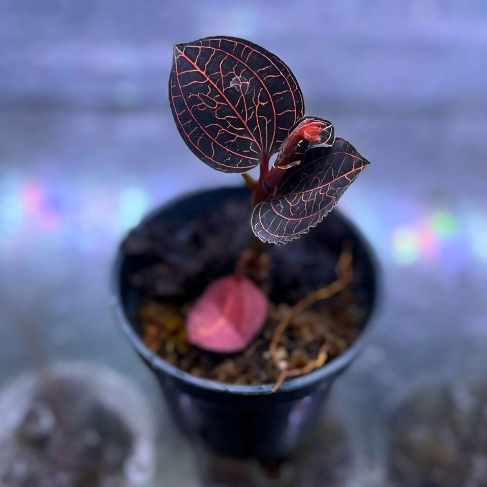 Anoectochilus setaceus - Jewel Orchid ÖN SİPARİŞ