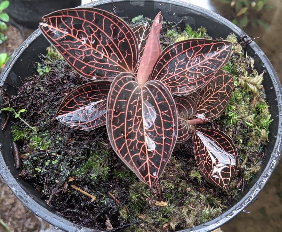 Jewel Orchid (Anoectochilus setaceus)