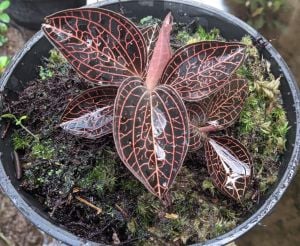 Jewel Orchid (Anoectochilus setaceus) ADET ÖN SİPARİŞ