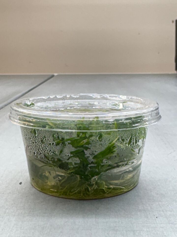 Pogostemon deccanensis IN VITRO CUP