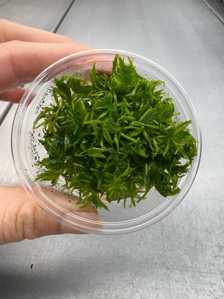 Pogostemon deccanensis IN VITRO CUP