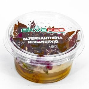 Alternanthera rosanervig IN VITRO CUP