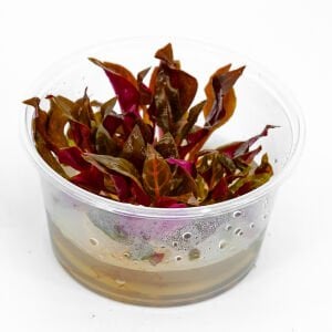 Alternanthera rosanervig IN VITRO