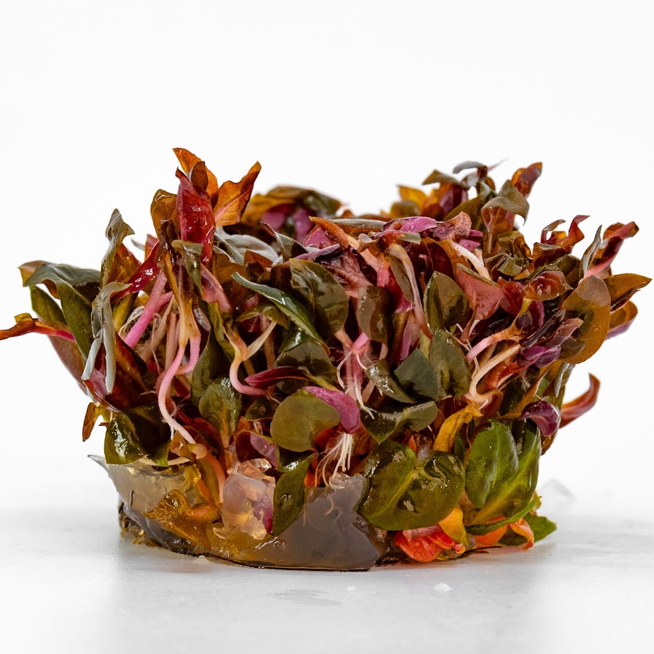 Alternanthera rosanervig IN VITRO CUP