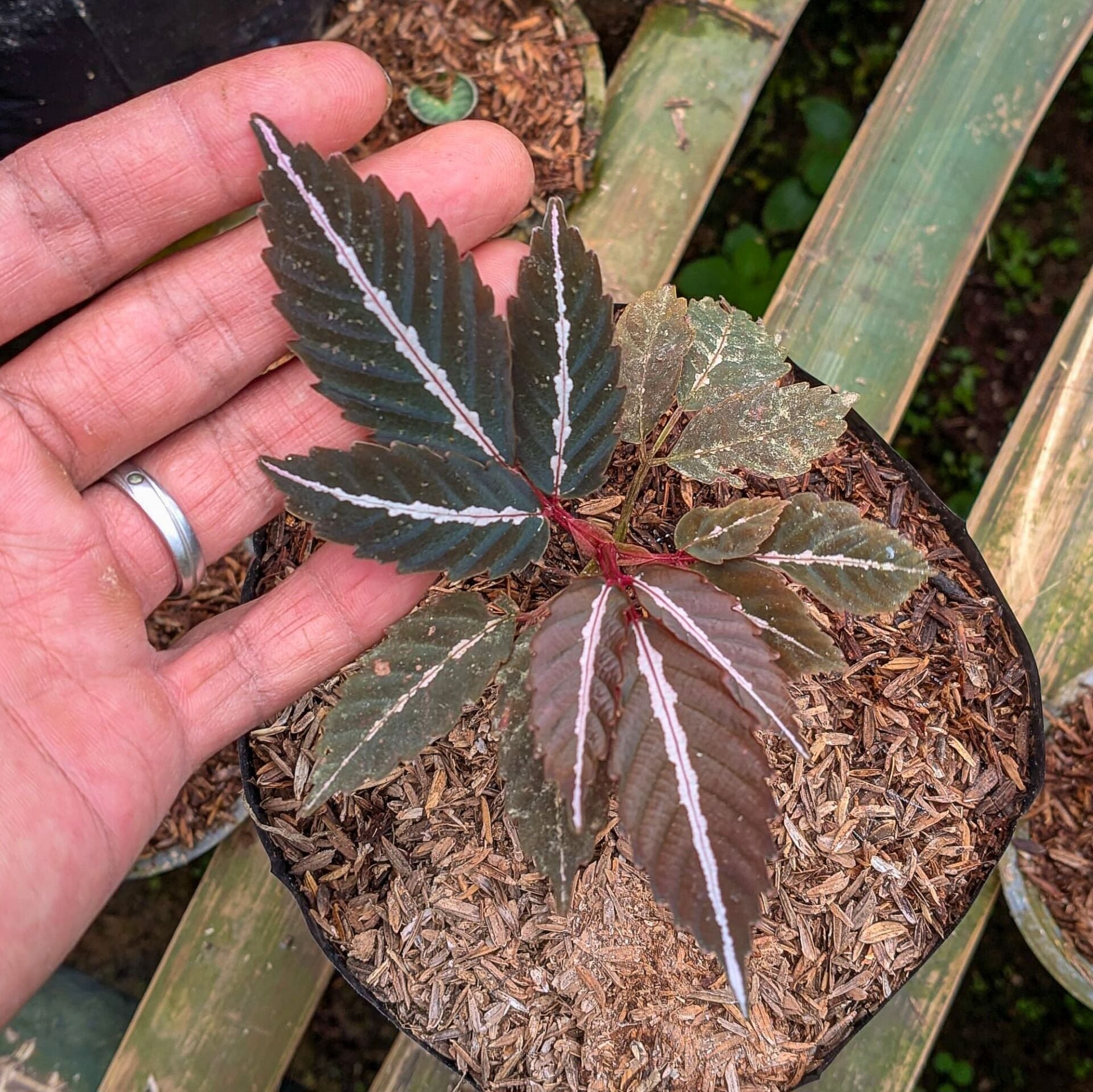 Leea amabilis ÖN SİPARİŞ