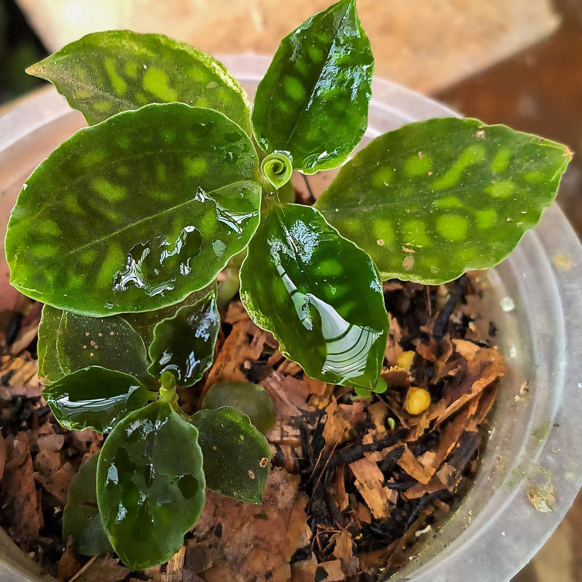 Jewel Orchid (Cystorchis java)