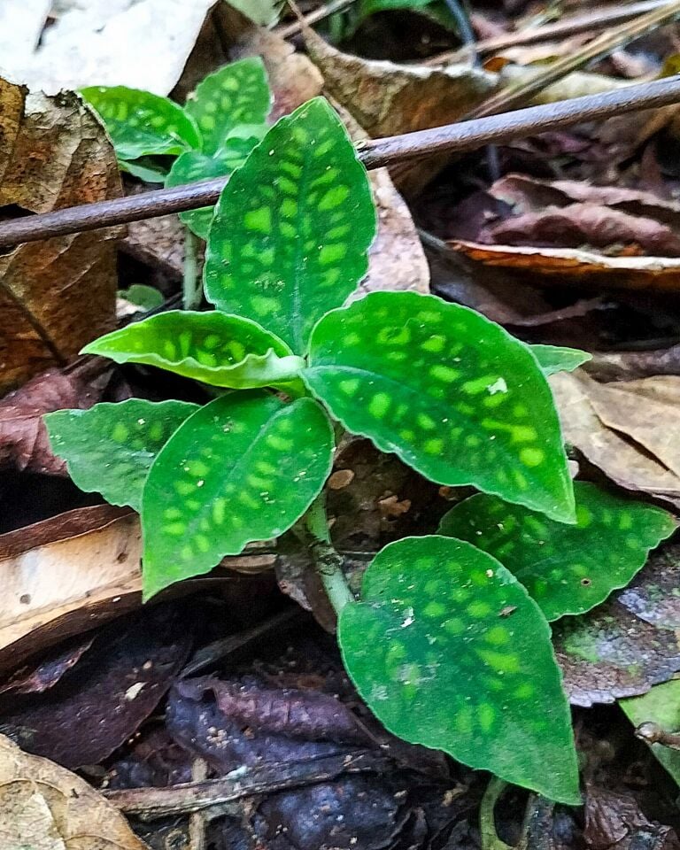 Jewel Orchid (Cystorchis java)