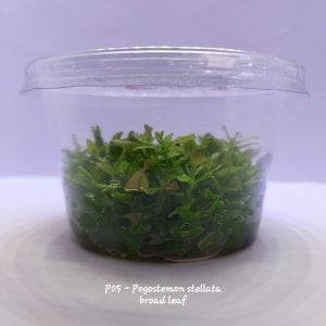 Pogostemon stellata broad leaf IN VITRO CUP