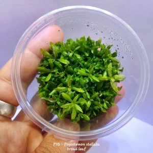 Pogostemon stellata broad leaf IN VITRO  CUP