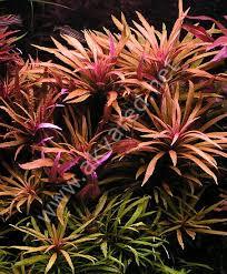 Pogostemon stellata broad leaf IN VITRO CUP