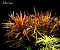 Pogostemon stellata broad leaf IN VITRO  CUP