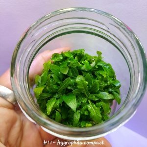 Hygrophila compact IN VITRO JAR (KAVANOZ)