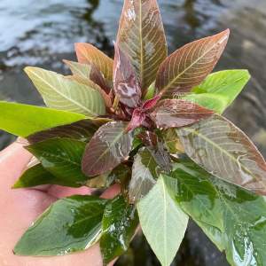 Hygrophila compact IN VITRO JAR (KAVANOZ)