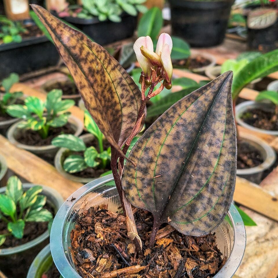 Jewel Orchid (Nephelaphyllum java)