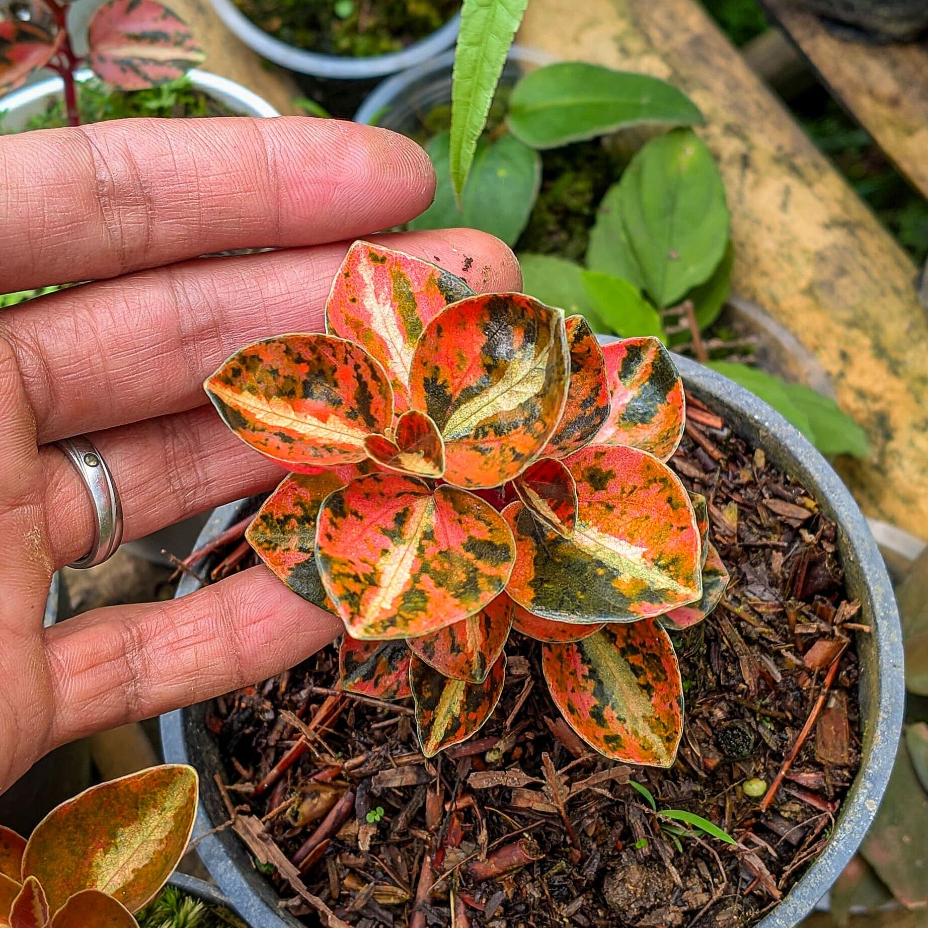 Peperomia metallica variegata