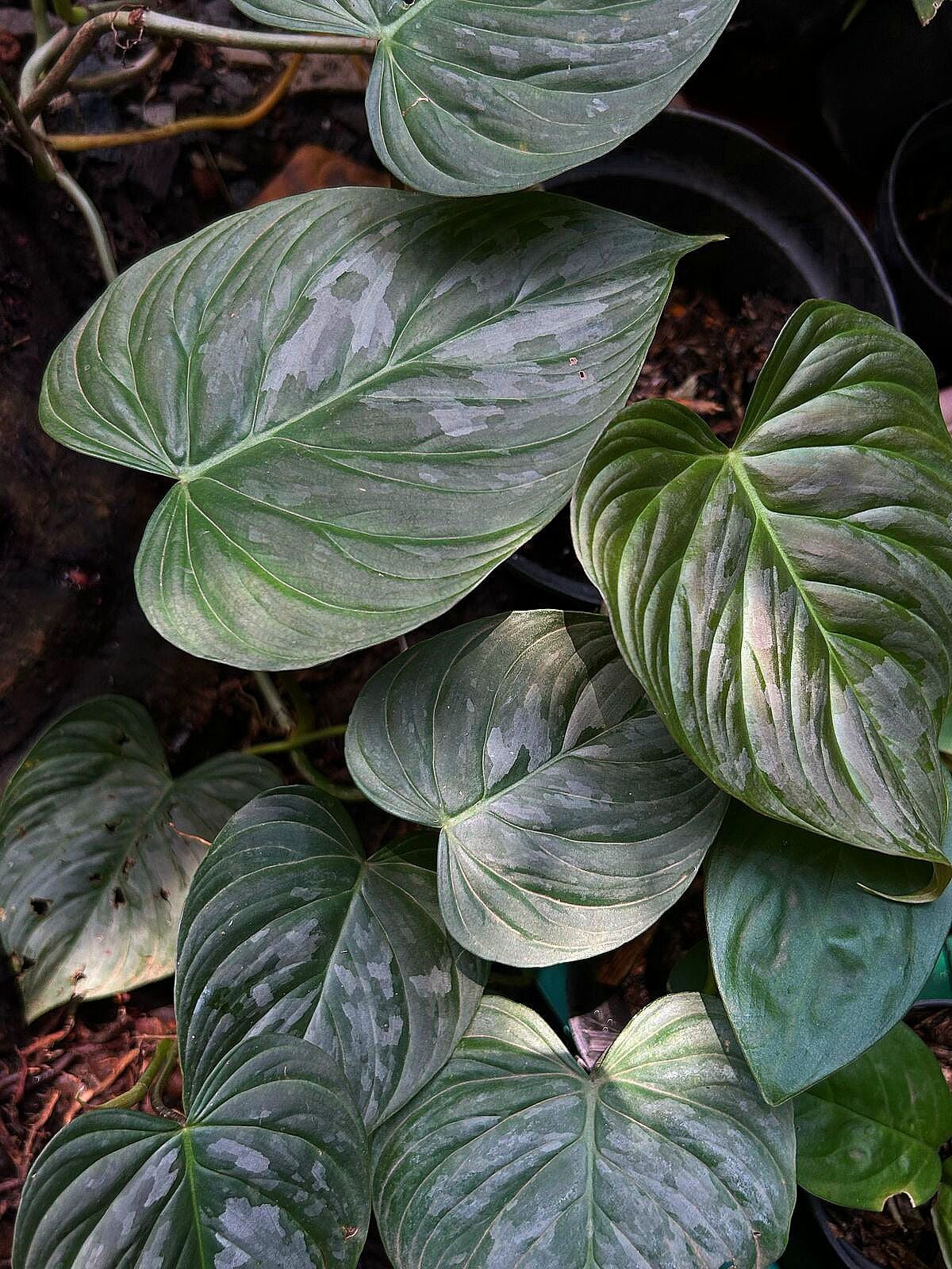 Philodendron mamei ÖN SİPARİŞ