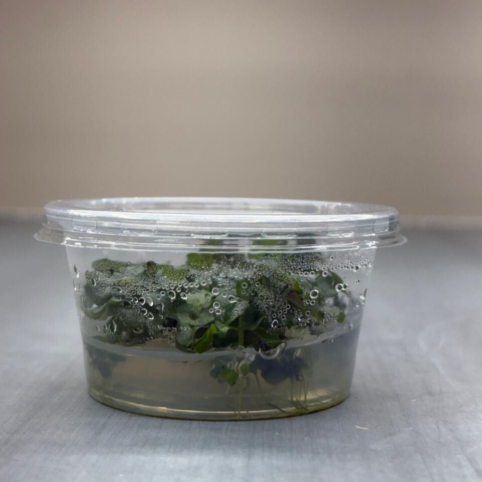 Ludwigia ovalis IN VITRO