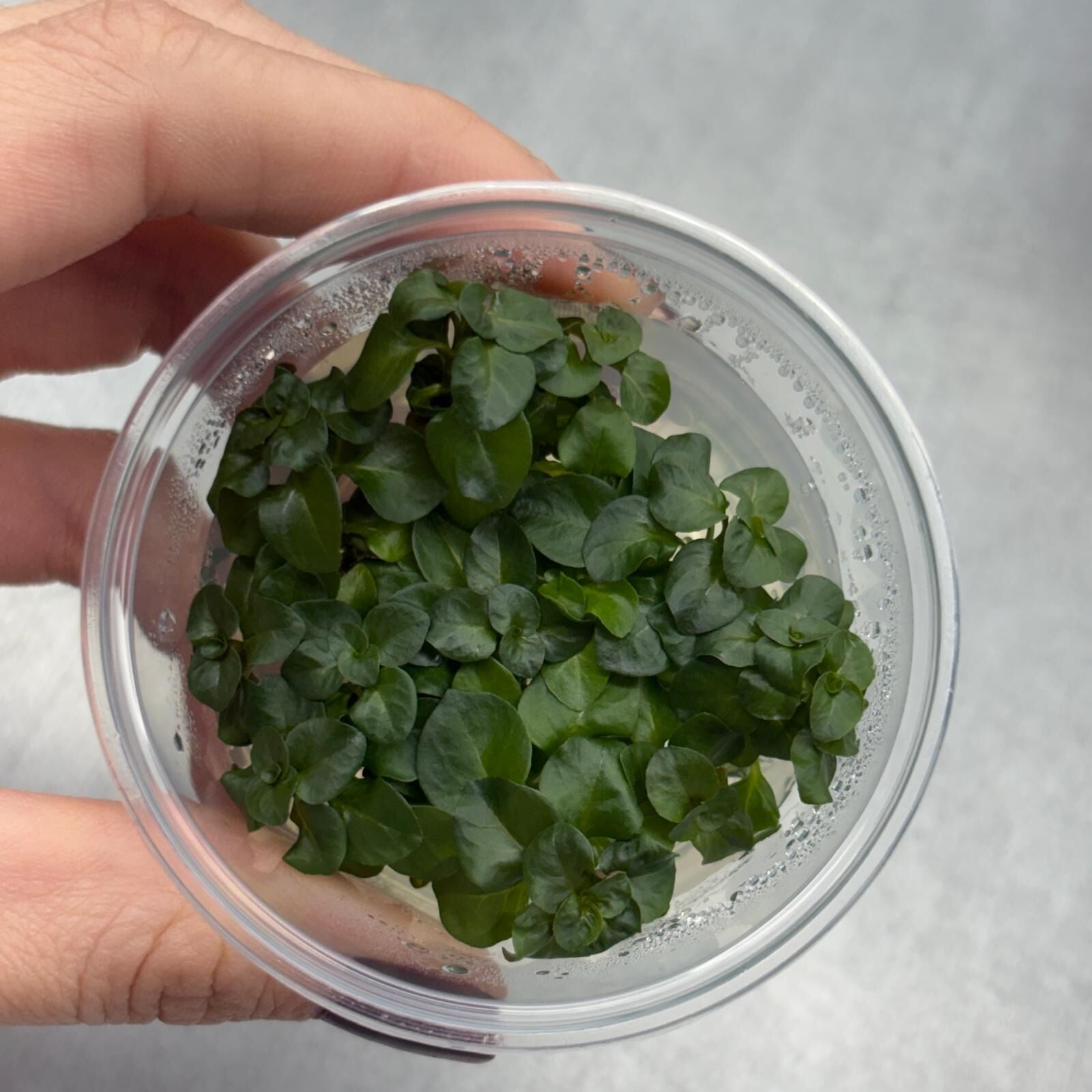 Ludwigia ovalis IN VITRO