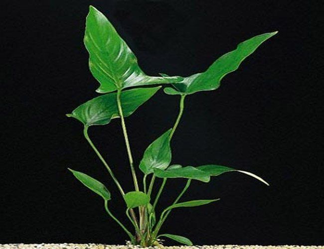 Anubias hastifolia SAKSI