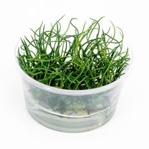 Littorella uniflora IN VITRO CUP