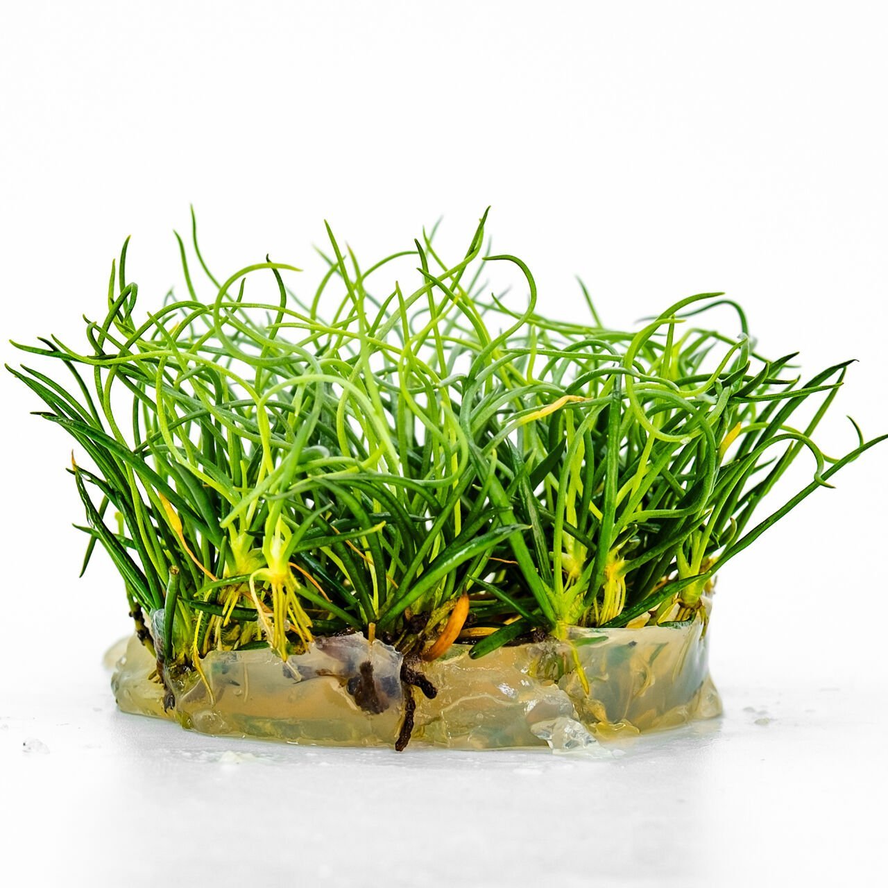 Littorella uniflora IN VITRO CUP