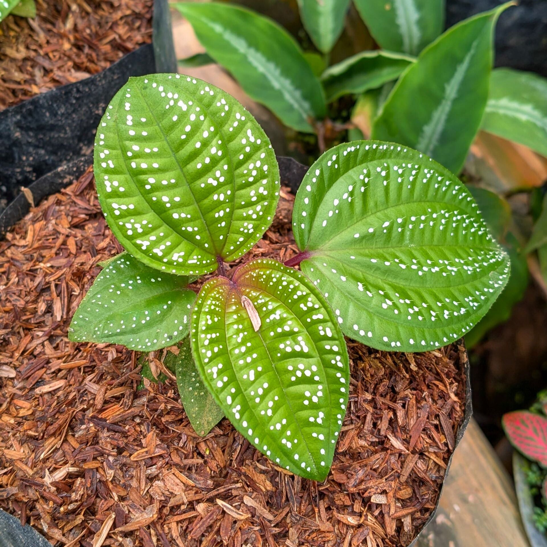 Phyllagathis rotundifolia