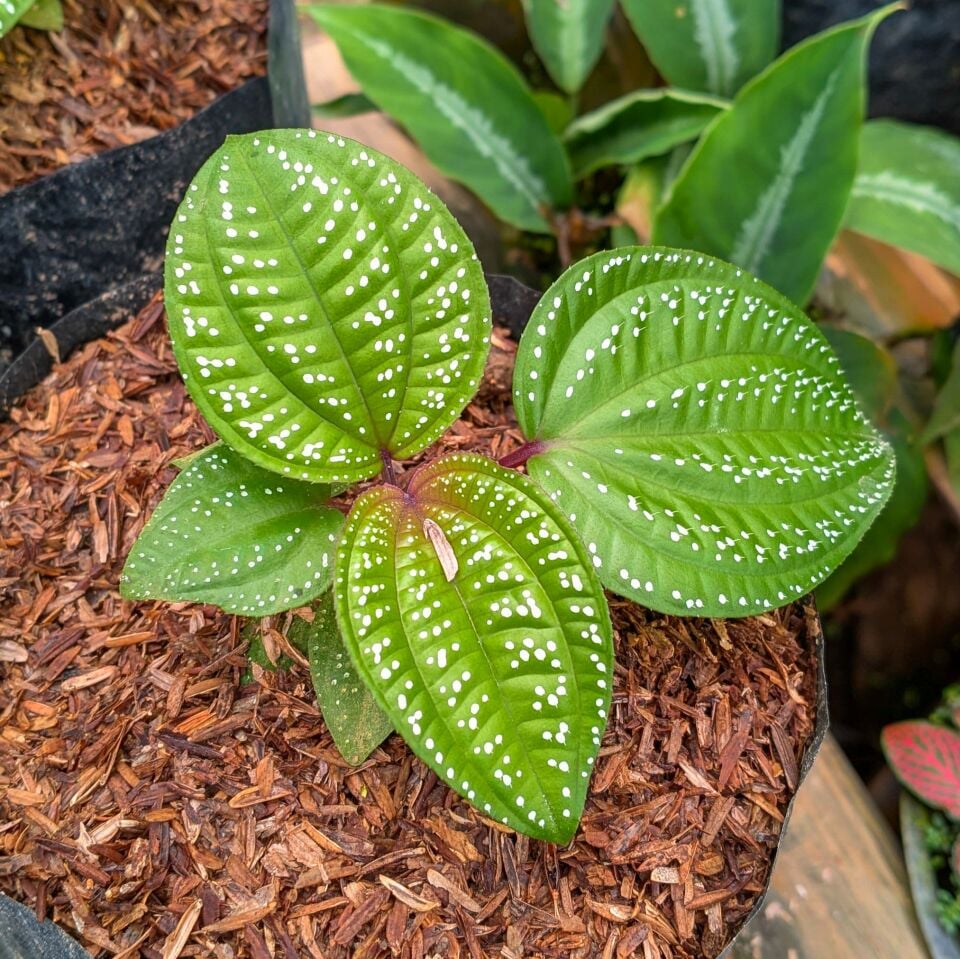Phyllagathis rotundifolia