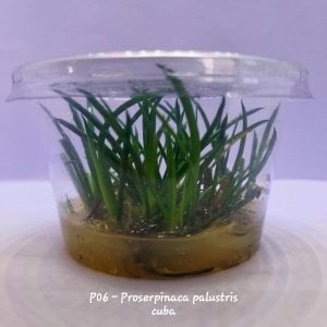 Littorella uniflora IN VITRO CUP